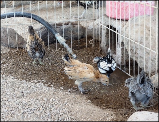 4 bantam chicks exploring water on ground